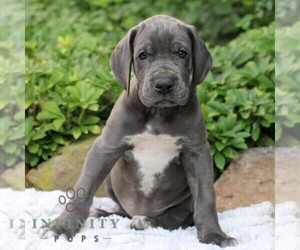 Great Dane Puppy for sale in LITITZ, PA, USA