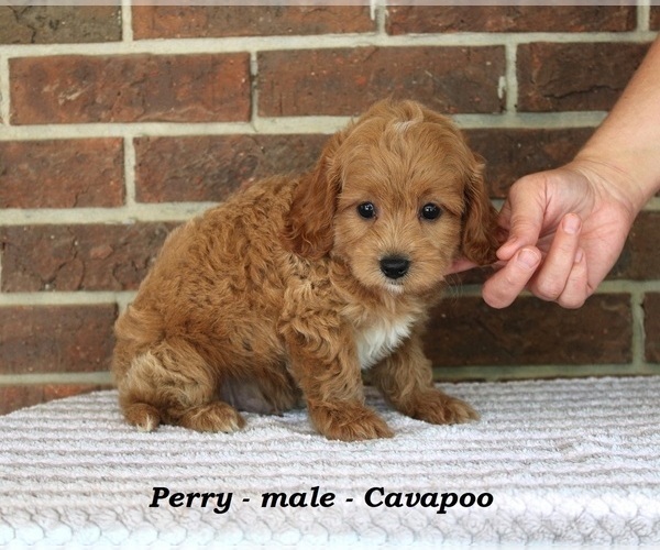 Medium Photo #2 Cavapoo Puppy For Sale in CLARKRANGE, TN, USA