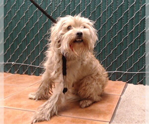 Medium Photo #1 Maltese-Unknown Mix Puppy For Sale in Downey, CA, USA