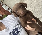 Small #3 Chesapeake Bay Retriever