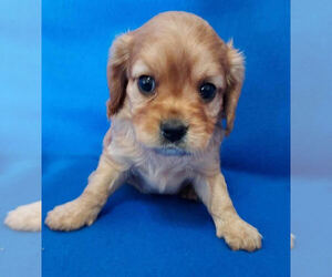 Cavalier King Charles Spaniel-Cavapoo Mix Puppy for sale in BEAVER DAM, WI, USA