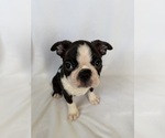 Small Photo #13 Boston Terrier Puppy For Sale in MORENO VALLEY, CA, USA