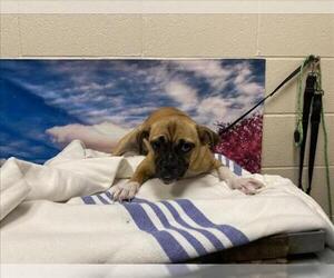 Pug-Unknown Mix Dogs for adoption in Moreno Valley, CA, USA