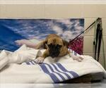 Small Pug Mix