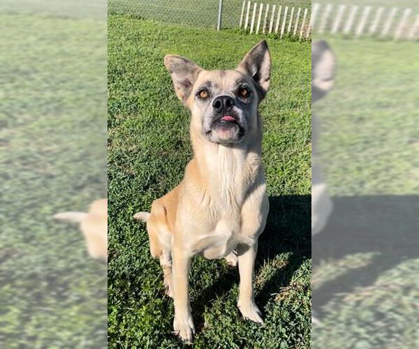 Medium Photo #2 Anatolian Shepherd-Unknown Mix Puppy For Sale in Rosenberg, TX, USA