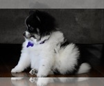 Small Photo #6 Pomeranian Puppy For Sale in COMMERCE, CA, USA