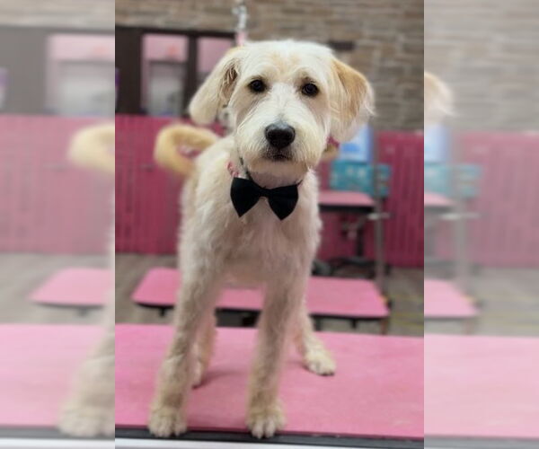 Medium Photo #1 Goldendoodle Puppy For Sale in Sanford, FL, USA