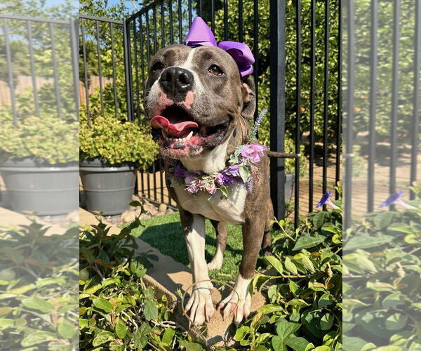 Medium Photo #11 Bullboxer Pit Puppy For Sale in Redlands, CA, USA