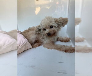 Shih Tzu Dogs for adoption in Houston, TX, USA