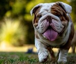 Small Photo #1 English Bulldog Puppy For Sale in CHESAPEAKE, VA, USA