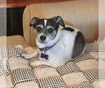 Small #3 Jack Russell Terrier
