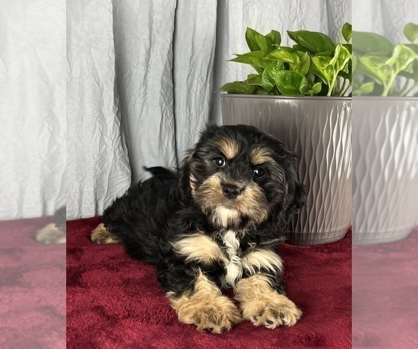 Medium Photo #3 Cavanese Puppy For Sale in GREENWOOD, IN, USA
