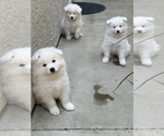 Small Photo #9 Samoyed Puppy For Sale in SACRAMENTO, CA, USA