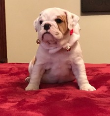 English Bulldogge Puppy for sale in BUFFALO, MN, USA