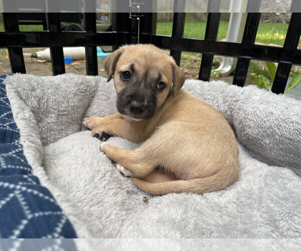 Medium Photo #15 Mutt Puppy For Sale in Derwood, MD, USA
