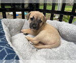 Small #14 Mutt