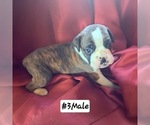 Puppy Puppy 3 Boxer
