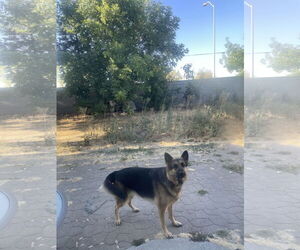 German Shepherd Dog Dogs for adoption in Woodland, CA, USA