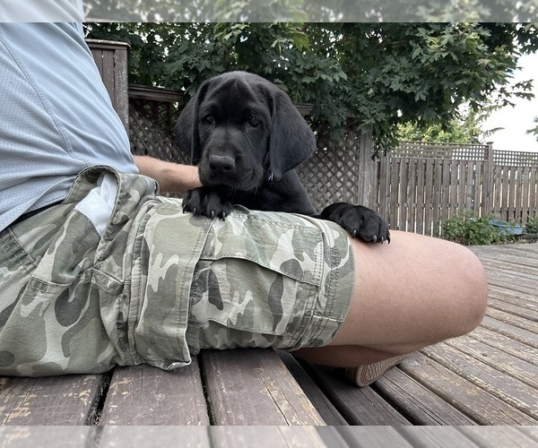 Medium Photo #18 German Shorthaired Lab Puppy For Sale in TACOMA, WA, USA