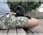 Small Photo #18 German Shorthaired Lab Puppy For Sale in TACOMA, WA, USA