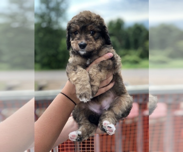 Medium Photo #4 Bernedoodle Puppy For Sale in WINTER, WI, USA