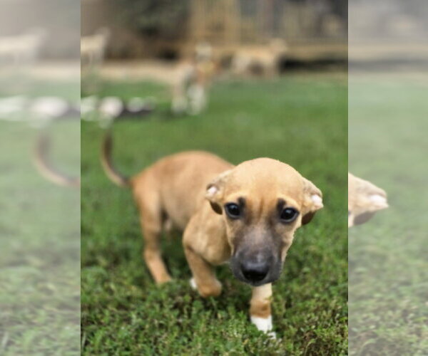 Medium Photo #1 Dachsador Puppy For Sale in Aurora, IN, USA