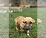 Small Dachsador