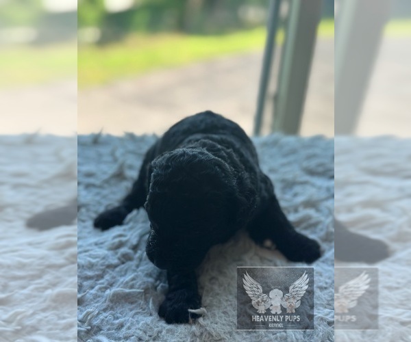 Medium Photo #10 Goldendoodle Puppy For Sale in DULUTH, MN, USA