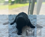 Small #9 Goldendoodle
