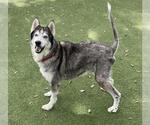HERSHEL - Male Siberian Husky Dog for Adoption - Small photo
