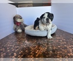 Small #36 Bulldog