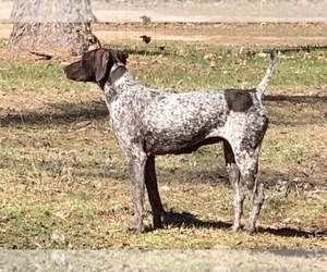 Mother of the German Shorthaired Pointer puppies born on 04/16/2022
