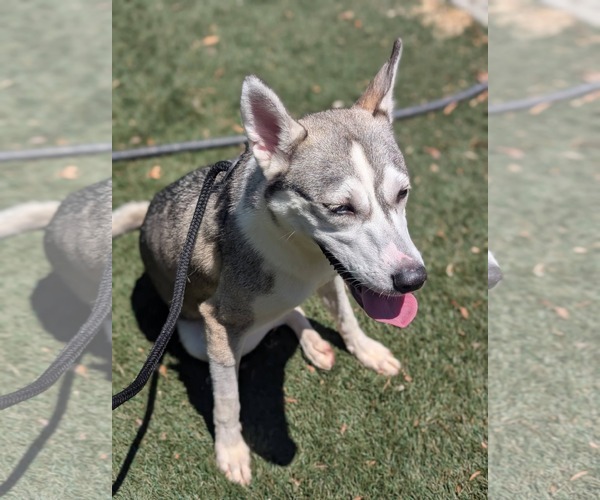 Medium Photo #13 Siberian Husky-Unknown Mix Puppy For Sale in Holly Springs, NC, USA