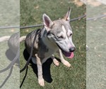 Small #12 Siberian Husky Mix