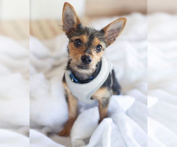 Medium Photo #1 Chihuahua-Unknown Mix Puppy For Sale in Corona, CA, USA