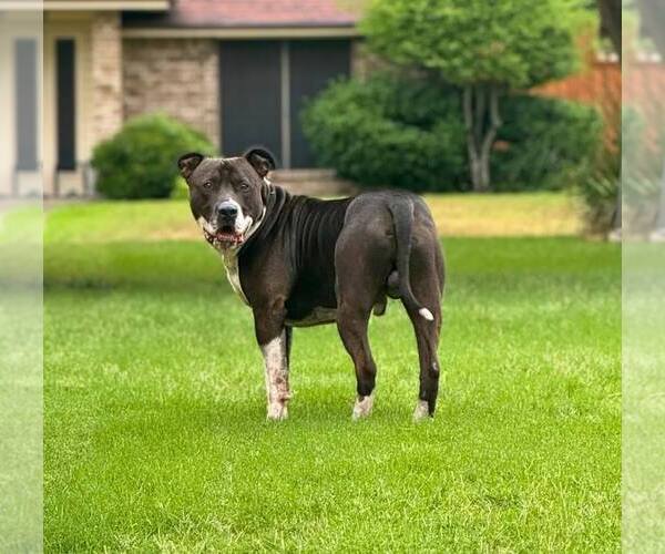 Medium Photo #3 Mutt Puppy For Sale in Rowlett, TX, USA