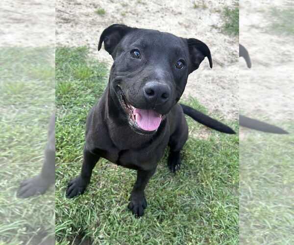 Medium Photo #2 Labrador Retriever-Unknown Mix Puppy For Sale in Eastman, GA, USA