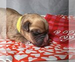 Small Photo #6 Boxer Puppy For Sale in Vail, AZ, USA