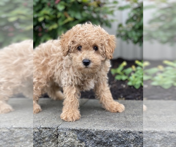Medium Photo #4 Poodle (Miniature) Puppy For Sale in CANOGA, NY, USA