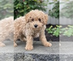 Small #3 Poodle (Miniature)