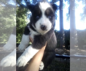 Siberian Husky Puppy for sale in FLORENCE, SC, USA