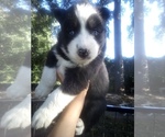 Image preview for Ad Listing. Nickname: Husky2