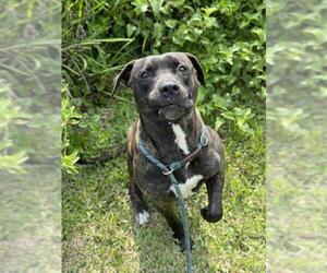 American Staffordshire Terrier-Unknown Mix Dogs for adoption in Fort Lauderdale, FL, USA