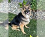 Small #2 German Shepherd Dog