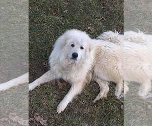 Father of the Great Pyrenees puppies born on 01/23/2022