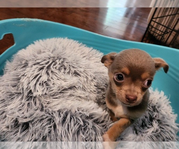 Medium Photo #11 Chihuahua Puppy For Sale in MARIETTA, GA, USA