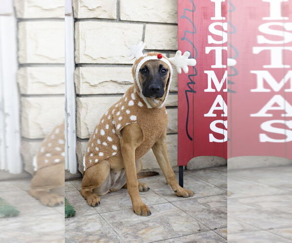 Medium Photo #13 Boxador Puppy For Sale in Dana Point, CA, USA