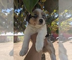 Small Photo #7 Australian Shepherd Puppy For Sale in SPENCER, TN, USA