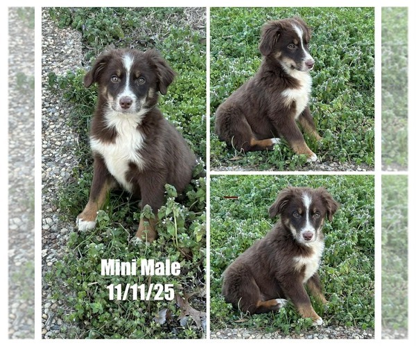 Medium Photo #1 Miniature Australian Shepherd Puppy For Sale in BROOKER, FL, USA