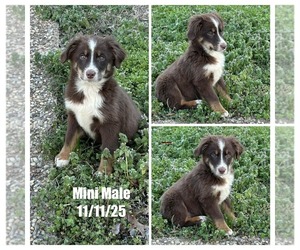 Miniature Australian Shepherd Puppy for sale in BROOKER, FL, USA